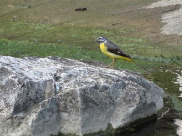 キセキレイ　金城ダムの野鳥